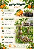 کالاموندین - نارنگی زینتی با گل‌های سفید خوش‌عطر و میوه‌های کوچک نارنجی‌